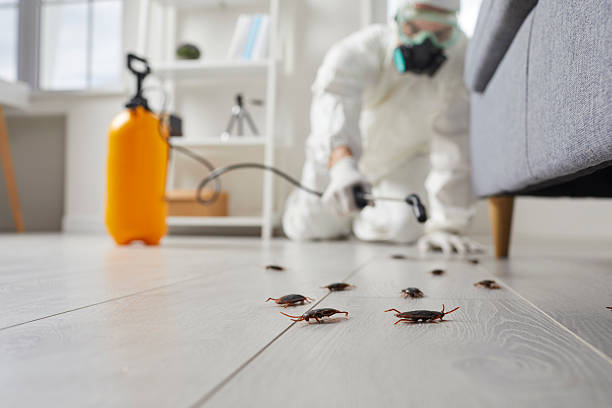 Commercial Kitchen Cockroach Control in Albuquerque